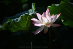 IMG_4713-13