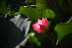 IMG_4730-30
