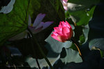 IMG_4737-37