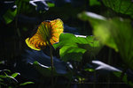 IMG_4738-38