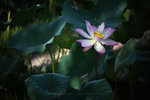 IMG_4741-41