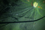 IMG_4742-42