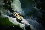 IMG_4747-47