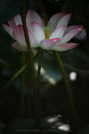 IMG_4748-48