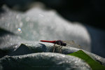 IMG_4751-51