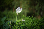 IMG_4761-61
