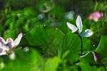 IMG_4774-74