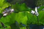 IMG_4788-88