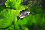 IMG_4790-90