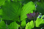 IMG_4815-15