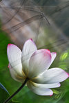 IMG_4822-22