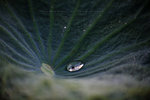 IMG_4834-34