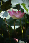 IMG_4839-39