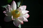 IMG_4842-42