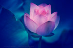 IMG_4496A