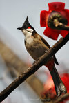 IMG_4003-03