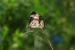 Danaus genutia 虎斑蝶 交尾