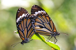 Danaus genutia 虎斑蝶 交尾