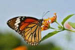 Danaus genutia 虎斑蝶