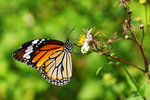 Danaus genutia 虎斑蝶