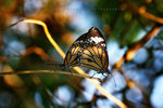 Danaus genutia 虎斑蝶交尾