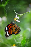 Danaus genutia 虎斑蝶