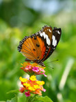 Danaus chrysippus 金斑蝶