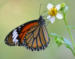 Danaus genutia 虎斑蝶