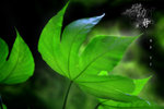 IMG_0805-05