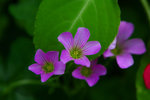 IMG_2238-38