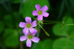 IMG_2241-41
