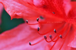 IMG_4452-52