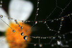 IMG_5076-76