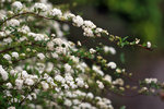 IMG_6432-32