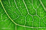 IMG_8186-86