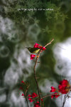 IMG_4761-61