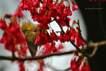 IMG_4805-05