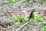 IMG_5552-52