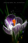 IMG_5840-40
