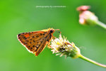 Ampittia dioscordes 黃斑弄蝶