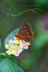 Bibasis oedipodae 黑斑傘弄蝶