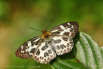 Abraximorpha davidii 白弄蝶