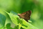 IMG_2244-44