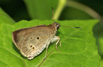 素弄蝶 Suastus gremius
