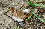 角翅弄蝶 Odontoptilum angulatum