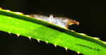 角翅弄蝶 Odontoptilum angulatum