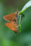黃紋孔弄蝶 Polytremis lubricans
