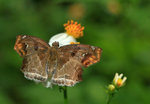Odontoptilum angulatum 角翅弄蝶