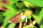 Astictopterus jama 腌翅弄蝶