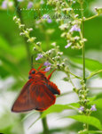 Bibasis oedipodae 黑斑傘弄蝶